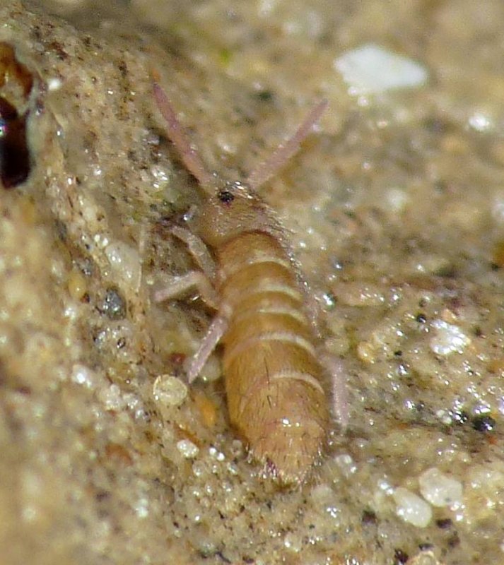 Collembola 1